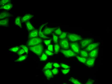 Immunofluorescence analysis of U2OS cell using POLE3 antibody.