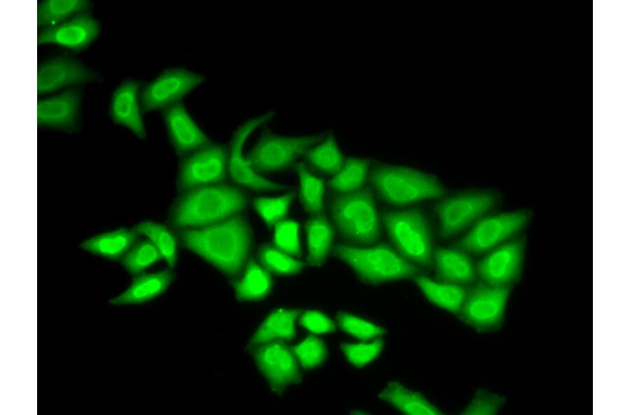 Immunofluorescence - POLE3 antibody from Signalway Antibody (38945) - Antibodies.com