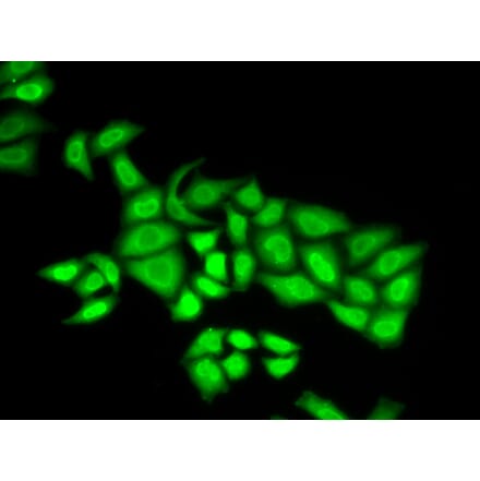 Immunofluorescence - POLE3 antibody from Signalway Antibody (38945) - Antibodies.com