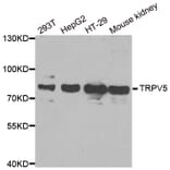 Western blot - TRPV5 antibody from Signalway Antibody (38948) - Antibodies.com