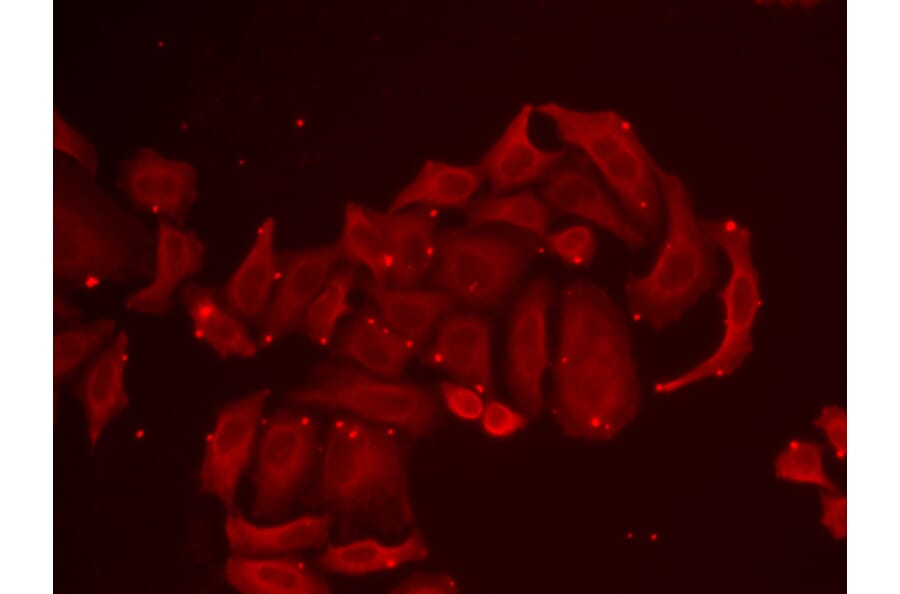 Immunofluorescence - TRPV5 antibody from Signalway Antibody (38948) - Antibodies.com