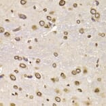 Immunohistochemistry - LMNB2 antibody from Signalway Antibody (38955) - Antibodies.com