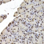 Immunohistochemistry - LMNB2 antibody from Signalway Antibody (38955) - Antibodies.com
