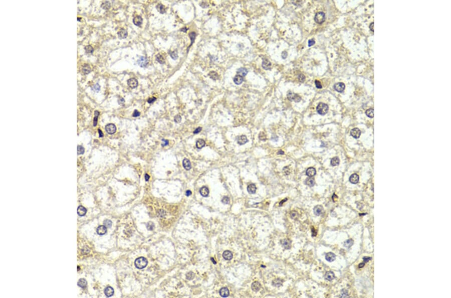 Immunohistochemistry - LMNB2 antibody from Signalway Antibody (38955) - Antibodies.com