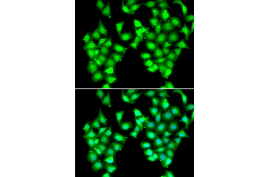 Immunofluorescence - ATOH1 antibody from Signalway Antibody (38983) - Antibodies.com