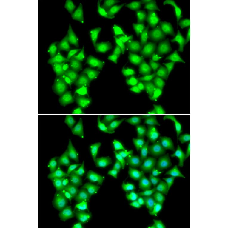 Immunofluorescence - ATOH1 antibody from Signalway Antibody (38983) - Antibodies.com