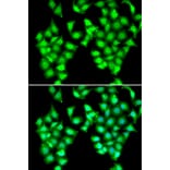 Immunofluorescence - ATOH1 antibody from Signalway Antibody (38983) - Antibodies.com
