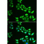 Immunofluorescence - CCBL1 antibody from Signalway Antibody (38995) - Antibodies.com