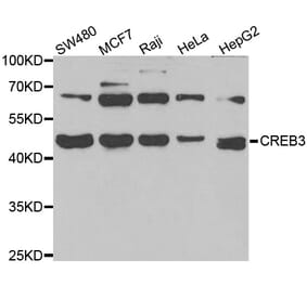 Western blot - CREB3 antibody from Signalway Antibody (39013) - Antibodies.com