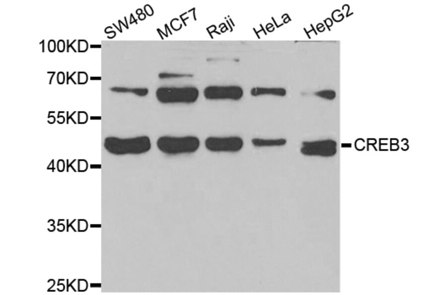 Western blot - CREB3 antibody from Signalway Antibody (39013) - Antibodies.com