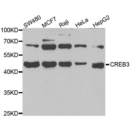 Western blot - CREB3 antibody from Signalway Antibody (39013) - Antibodies.com