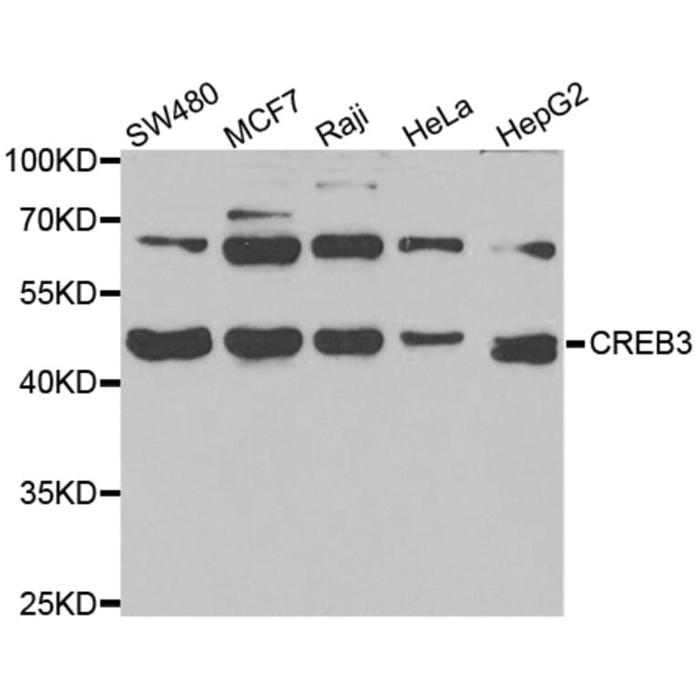 Western blot - CREB3 antibody from Signalway Antibody (39013) - Antibodies.com