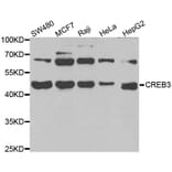 Western blot - CREB3 antibody from Signalway Antibody (39013) - Antibodies.com