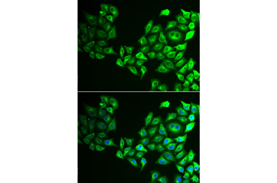 Immunofluorescence - CREB3 antibody from Signalway Antibody (39013) - Antibodies.com