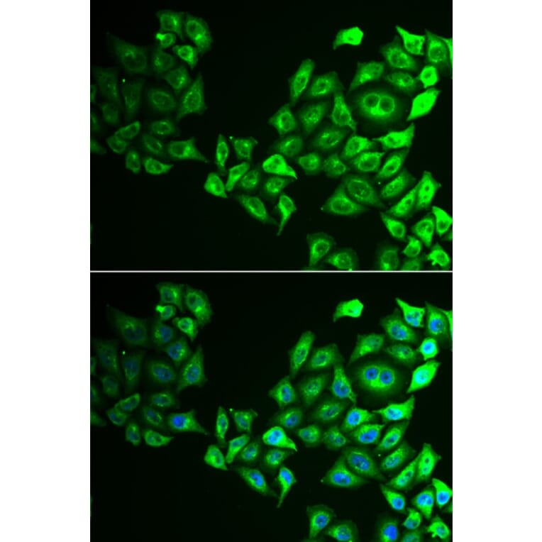 Immunofluorescence - CREB3 antibody from Signalway Antibody (39013) - Antibodies.com