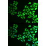 Immunofluorescence - CREB3 antibody from Signalway Antibody (39013) - Antibodies.com