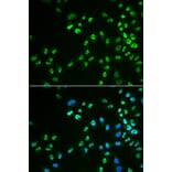 Immunofluorescence - DDX41 antibody from Signalway Antibody (39020) - Antibodies.com