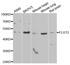 Western blot - FLOT2 antibody from Signalway Antibody (39029) - Antibodies.com