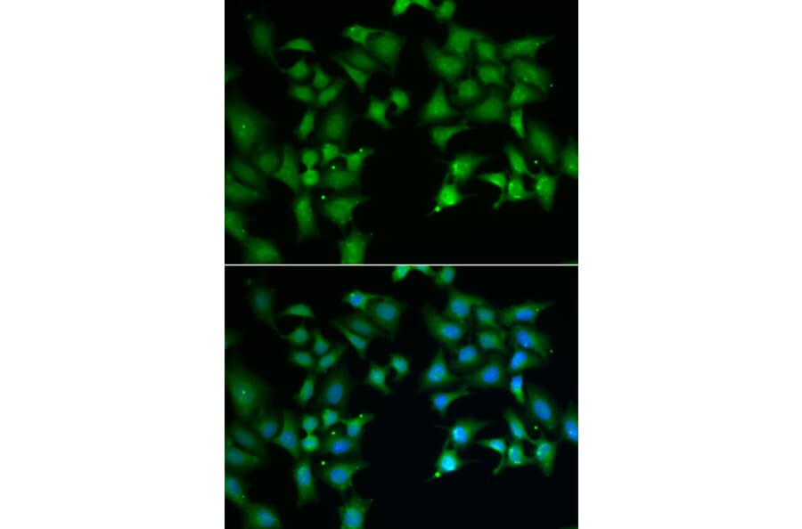 Immunofluorescence - FLOT2 antibody from Signalway Antibody (39029) - Antibodies.com