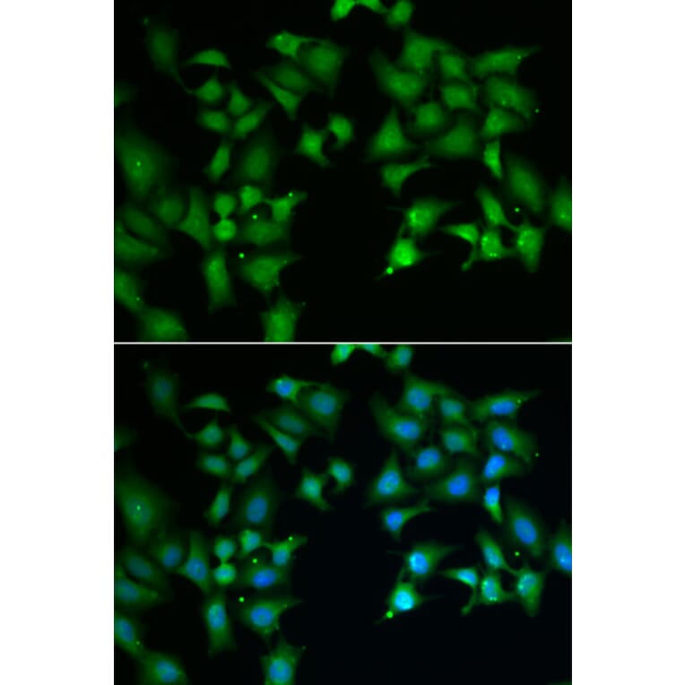 Immunofluorescence - FLOT2 antibody from Signalway Antibody (39029) - Antibodies.com