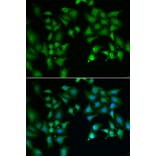 Immunofluorescence - FLOT2 antibody from Signalway Antibody (39029) - Antibodies.com