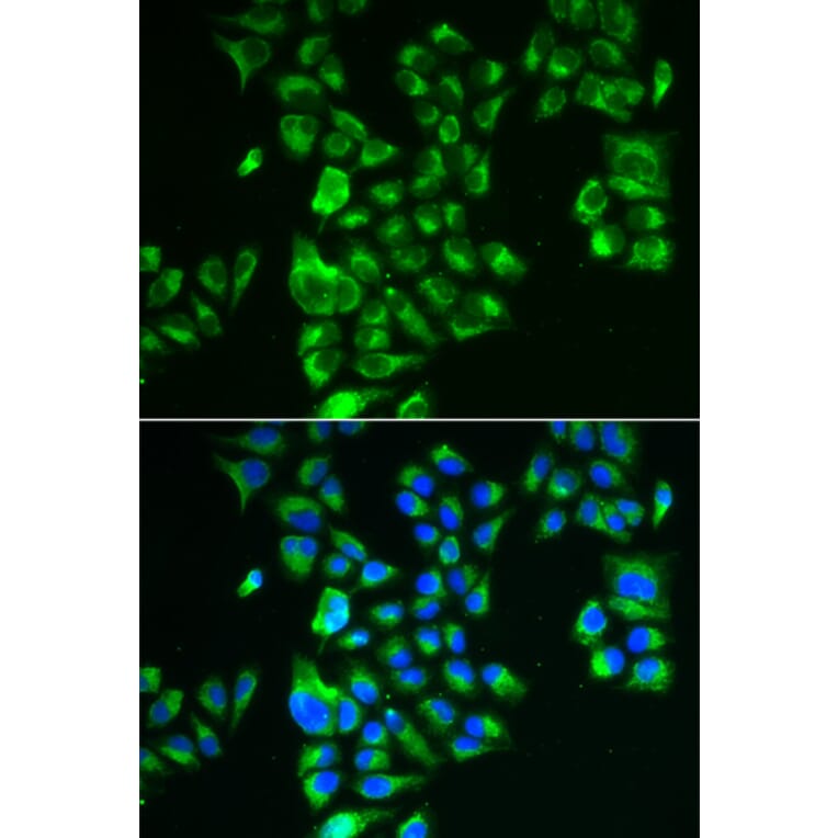 Immunofluorescence - GLUD2 antibody from Signalway Antibody (39038) - Antibodies.com