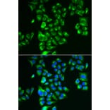 Immunofluorescence - GLUD2 antibody from Signalway Antibody (39038) - Antibodies.com