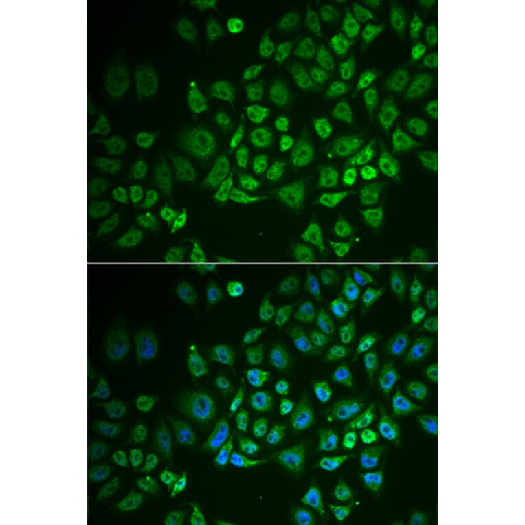 Immunofluorescence - GPLD1 antibody from Signalway Antibody (39044) - Antibodies.com