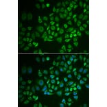 Immunofluorescence - GPLD1 antibody from Signalway Antibody (39044) - Antibodies.com