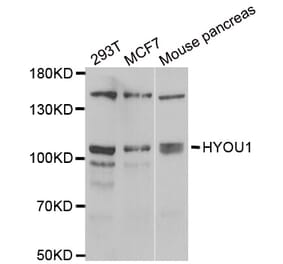Western blot - HYOU1 antibody from Signalway Antibody (39053) - Antibodies.com