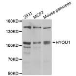 Western blot - HYOU1 antibody from Signalway Antibody (39053) - Antibodies.com