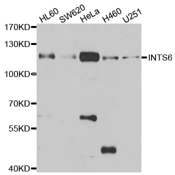 Western blot analysis of extracts of various cell lines, using INTS6 antibody.