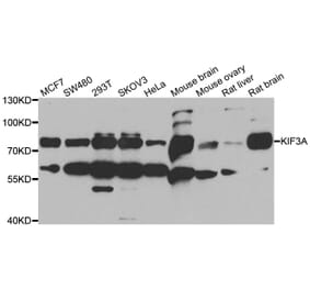 Western blot - KIF3A antibody from Signalway Antibody (39064) - Antibodies.com