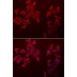 Immunofluorescence - LECT1 antibody from Signalway Antibody (39067) - Antibodies.com