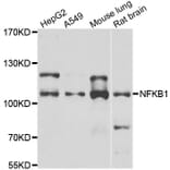 Western blot - NFKB1 antibody from Signalway Antibody (39087) - Antibodies.com