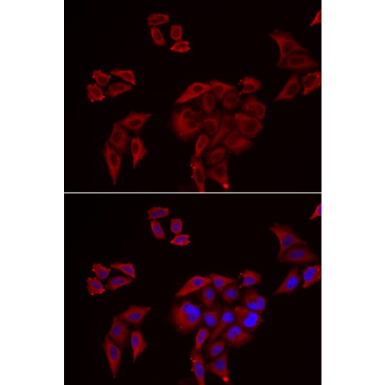 Immunofluorescence - P2RX4 antibody from Signalway Antibody (39096) - Antibodies.com