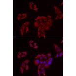 Immunofluorescence - P2RX4 antibody from Signalway Antibody (39096) - Antibodies.com