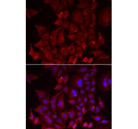 Immunofluorescence - PANX1 antibody from Signalway Antibody (39097) - Antibodies.com