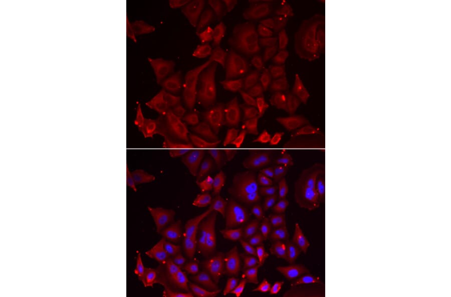 Immunofluorescence - PANX1 antibody from Signalway Antibody (39097) - Antibodies.com