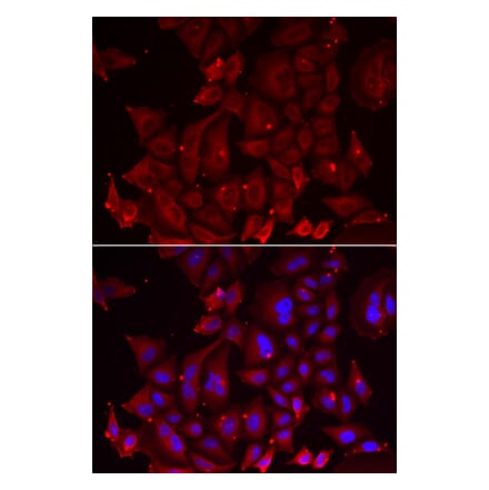 Immunofluorescence - PANX1 antibody from Signalway Antibody (39097) - Antibodies.com