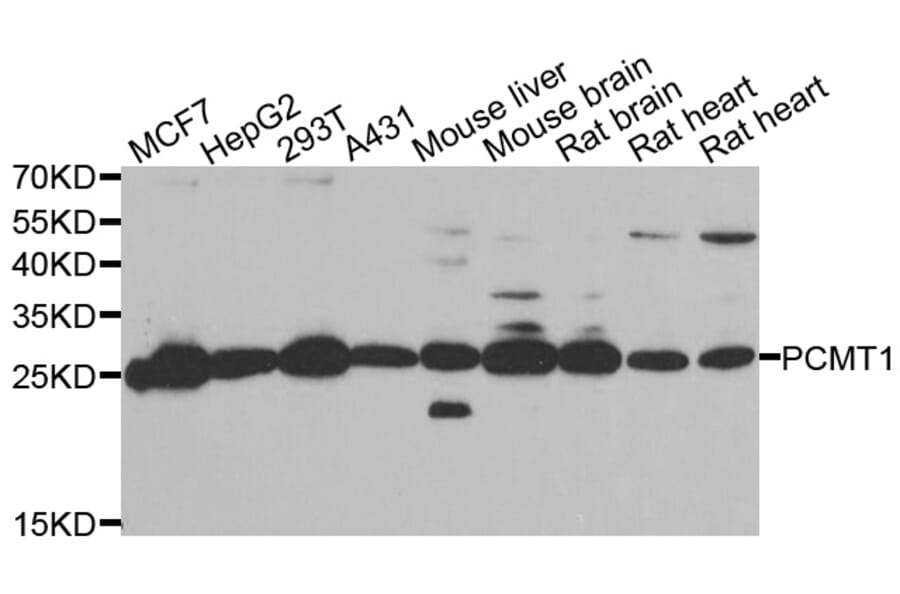 Western blot - PCMT1 antibody from Signalway Antibody (39098) - Antibodies.com