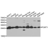 Western blot - PCMT1 antibody from Signalway Antibody (39098) - Antibodies.com