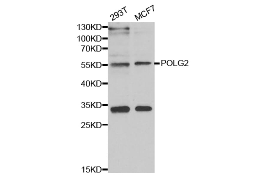 Western blot - POLG2 antibody from Signalway Antibody (39108) - Antibodies.com