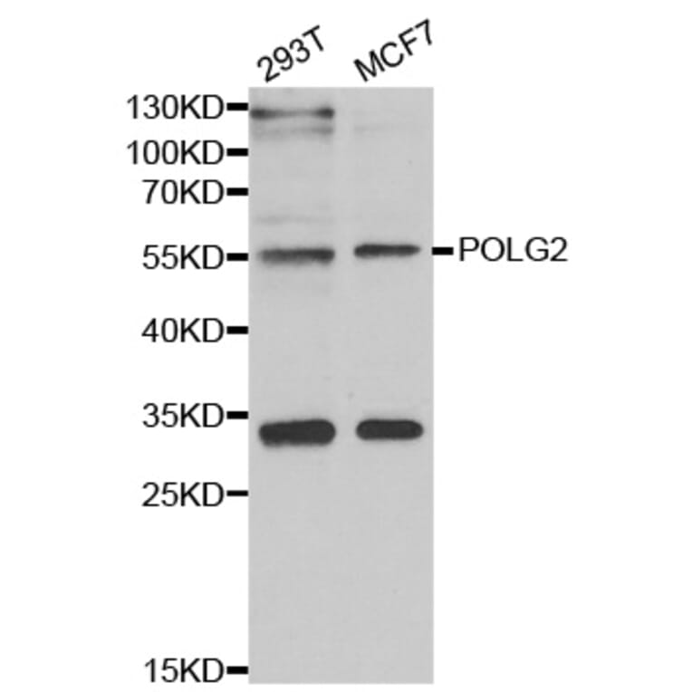 Western blot - POLG2 antibody from Signalway Antibody (39108) - Antibodies.com