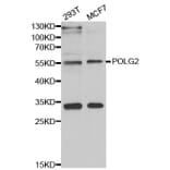 Western blot - POLG2 antibody from Signalway Antibody (39108) - Antibodies.com