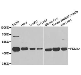Western blot - PPM1A antibody from Signalway Antibody (39112) - Antibodies.com