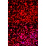 Immunofluorescence - PUF60 antibody from Signalway Antibody (39120) - Antibodies.com