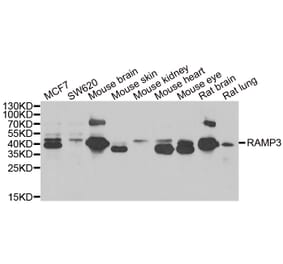 Western blot - RAMP3 antibody from Signalway Antibody (39126) - Antibodies.com