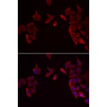 Immunofluorescence - RAMP3 antibody from Signalway Antibody (39126) - Antibodies.com
