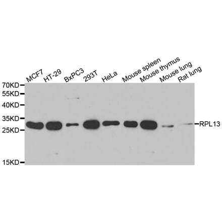 Western blot - RPL13 antibody from Signalway Antibody (39130) - Antibodies.com